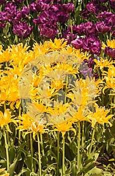 Blooming Yellow Spider Tulip in the park in spring